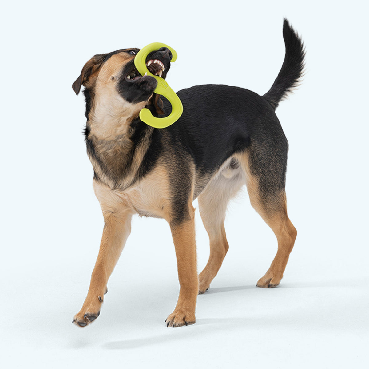 Bumi Dog Chew/Tug/Fetch Toy (Dishwasher Safe)