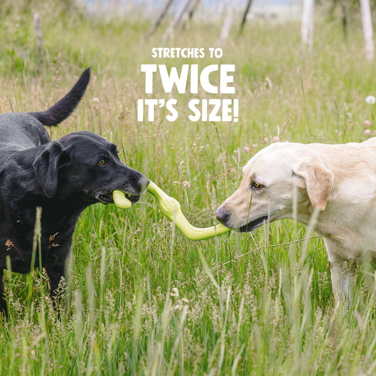 Bumi Dog Chew/Tug/Fetch Toy (Dishwasher Safe)