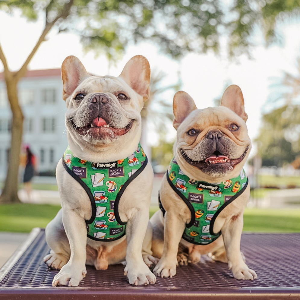 Teacher's Pet Reversible Harness
