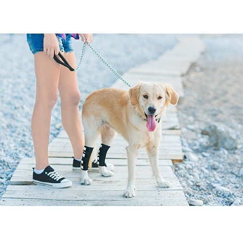 NeoAlly Dog Rear Leg Hock Brace with Safety Reflective Straps (Size XS - XXL)