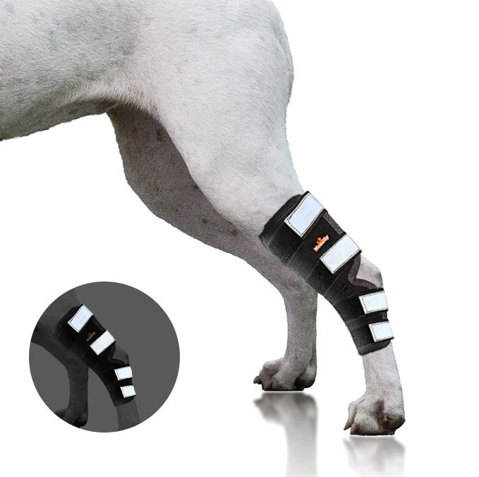 NeoAlly Dog Rear Leg Hock Brace with Safety Reflective Straps (Size XS - XXL)