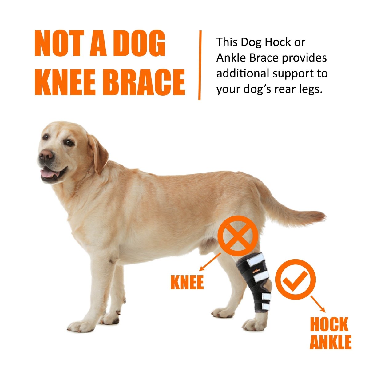 NeoAlly Dog Rear Leg Hock Brace with Safety Reflective Straps (Size XS - XXL)
