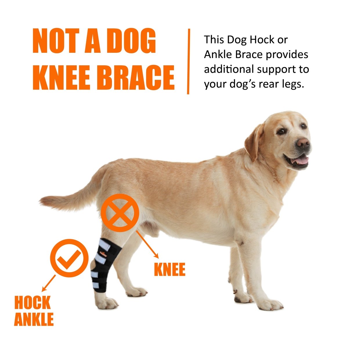 NeoAlly Dog Rear Leg Hock Brace with Safety Reflective Straps (Size XS - XXL)