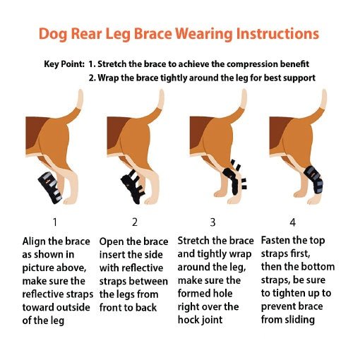 NeoAlly Dog Rear Leg Hock Brace with Safety Reflective Straps (Size XS - XXL)
